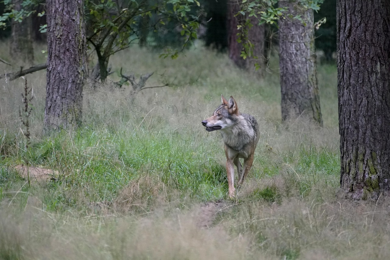 Ein grauer Wolf läuft durch einen wenig bewachsenen Wald.