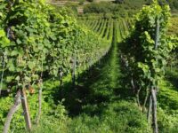 Schnelles und effektives Handeln dringend erforderlich Statement der Weinbauverbände Rheinhessen und Pfalz zum "Weinbaupaket 2025+"