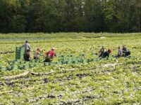 Sonderregelung beim Mindestlohn für Saisonarbeitskräfte in der Landwirtschaft rechtlich zulässig Verbändebündnis legt umfassendes Rechtsgutachten vor
